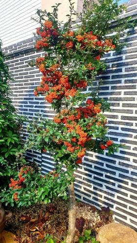 a small tree with red flowers in front of a building at Hanok1957 in Daegu
