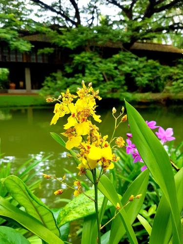 a yellow flower in front of a body of water at Dunes Unawatuna Hotel in Unawatuna