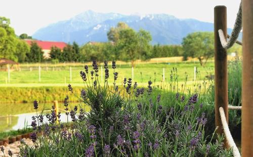 a garden with purple flowers in front of a field at Atelier Recreation Village in Râşnov