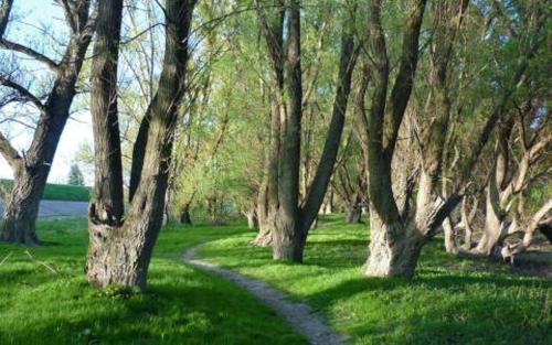a path through a forest of trees in the grass at Pálma Apartmanok szálláshely Százhalombatta 6a in Százhalombatta