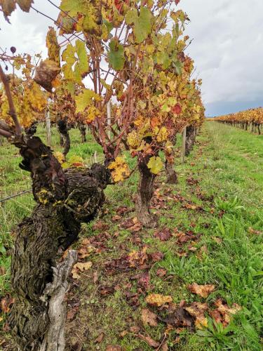 a row of grape trees in a field at Gîte " Suzon" à PEYROUTAS Vignonet St Emilion in Vignonet