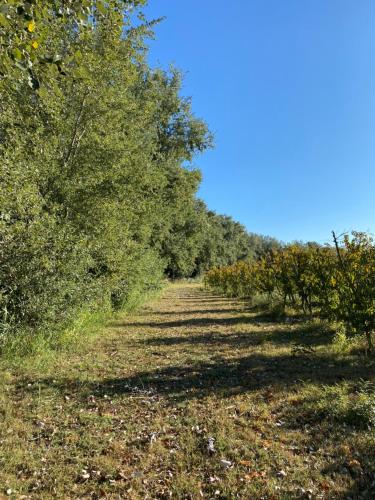 a row of trees on the side of a field at Hotel Rural Mas de l'Illa in Tivissa