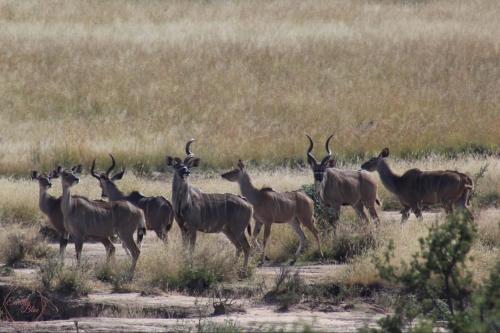 a herd of antelopes standing in a field at Letsatsi Game Lodge in Smithfield