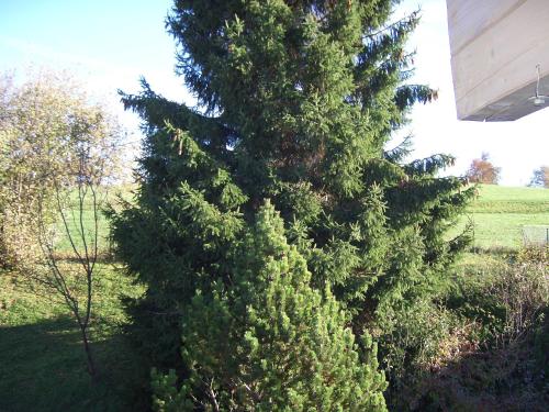 a large green pine tree in a yard at Gästehaus Guggomos "Hopfen am See" in Füssen