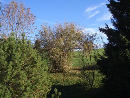 a group of trees in a field with a blue sky at Gästehaus Guggomos "Hopfen am See" in Füssen