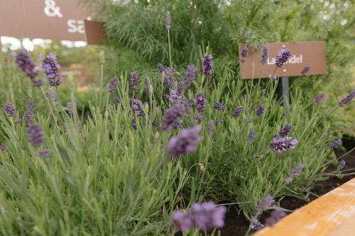 a bunch of purple flowers in a garden at Ferienwohnung Sea Wieserhof in Aldino