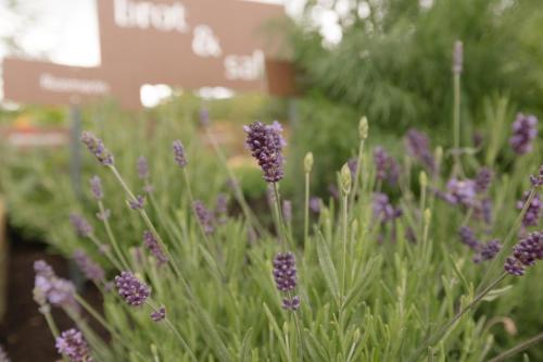 a bunch of purple flowers in a garden at Ferienwohnung Sea Wieserhof in Aldino