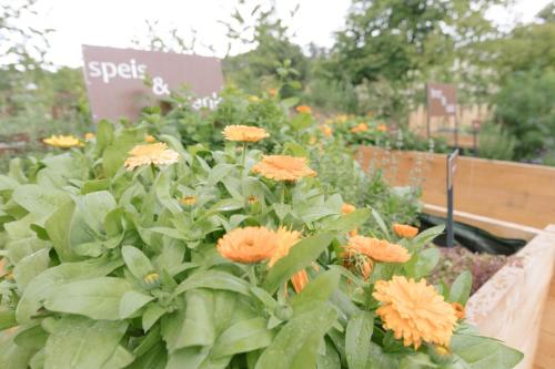 a bunch of orange flowers in a garden at Ferienwohnung Wies Wieserhof in Aldino
