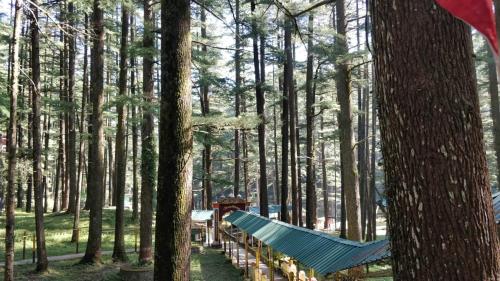 a hammock in the middle of a forest with trees at Maavaa Dreamland in Lansdowne