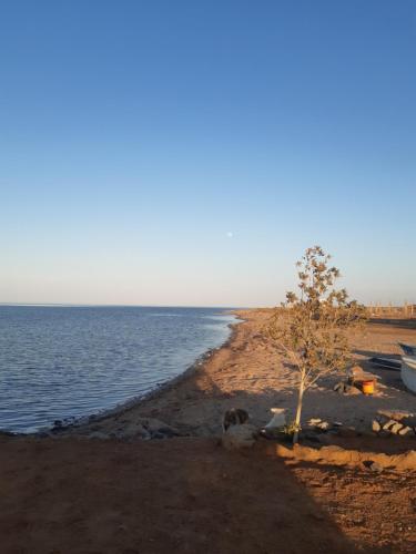 a tree on the shore of a body of water at вилла Coral Paradise in Safaga 
