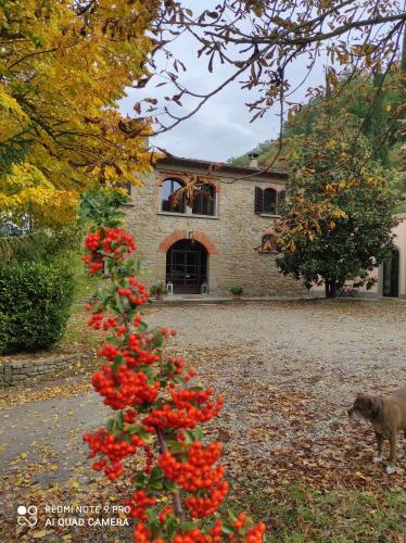 a plant with red flowers in front of a house at Villa La Ginestra - Charming Country Home in Capolona