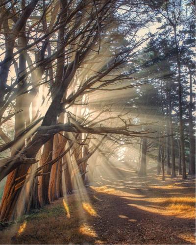 a misty path in a forest with trees at Stunning Oceanview Coastal Home Beach Trails Family Activities in Montara