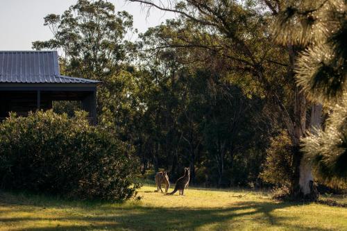 two monkeys walking in the grass near a house at Palmers Lane Estate Hunter Valley in Pokolbin