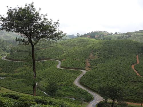 a winding road in the middle of a tea plantation at Biglaand Dew Castle in Pīrmed