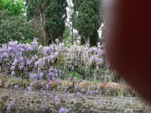 a garden of purple flowers with trees in the background at MY HOME SCARPERIA in Scarperia
