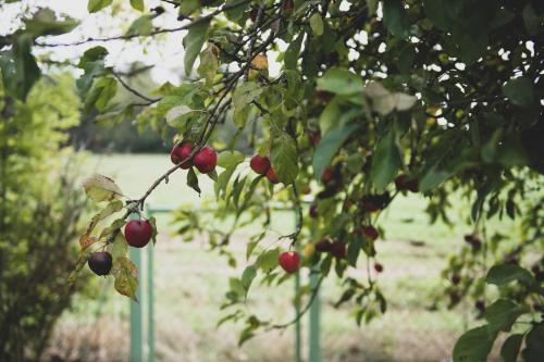 a group of poles sticking out of a tree with fruit at Gîte Au Bout du Verger in Les Molières