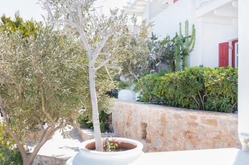 a tree in a white pot in a garden at Stelia Mare Boutique Hotel in Naousa