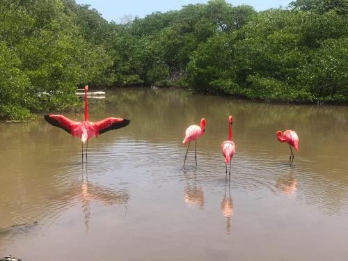 a group of flamingos standing in the water at Mistica Island Hostel - Isla Palma in Isla Palma