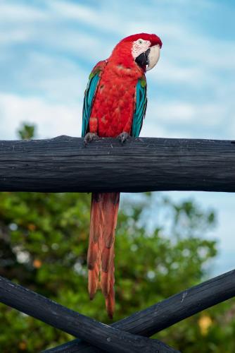 a red parrot sitting on a fence at Mistica Island Hostel - Isla Palma in Isla Palma