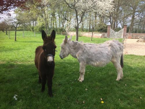 two miniature ponies standing in a field of grass at Le Rucher in Bois-Normand-près-Lyre