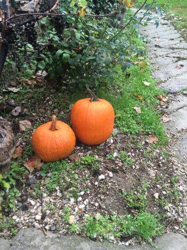 two pumpkins sitting on the ground in the grass at Vadrózsa Vendégház Rácalmás in Rácalmás