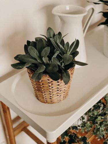 a plant in a basket on a table at Simply rooms in Slavkov u Brna