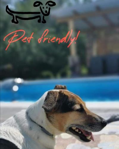a dog is sitting in front of a pool at OAZA KUĆA ZA ODMOR in Čurug