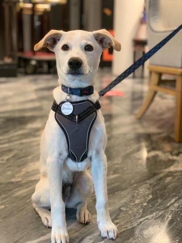 a small white dog sitting on a leash at Hotel Triton in San Francisco