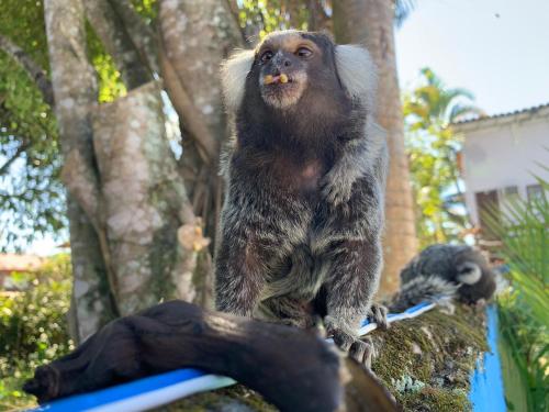 a monkey standing on top of a tree at POUSADA BELLA SPIAGGIA in Paraty