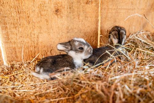 two baby animals laying in hay in a barn at Hotel Sonnschupfer in Schladming
