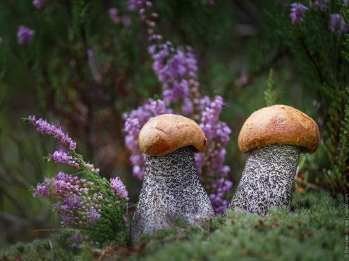 two mushrooms standing in the grass with purple flowers at Philisa Na Turbaze in Pushkinskiye Gory