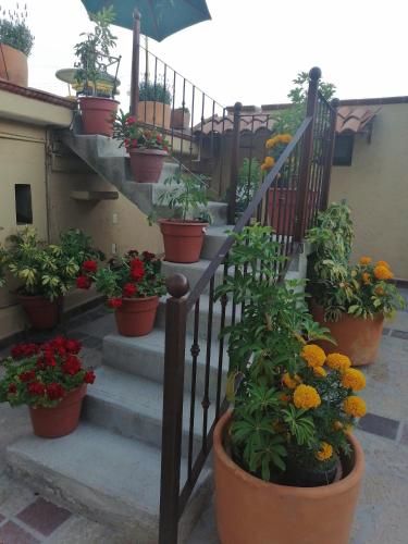 a bunch of potted plants on a stair case at Posada Las Reynas in Mineral de Pozos