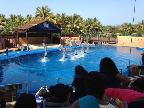 - un groupe de personnes observant les dauphins dans une piscine dans l'établissement 605 Tenbury Beach Apartment, à Durban