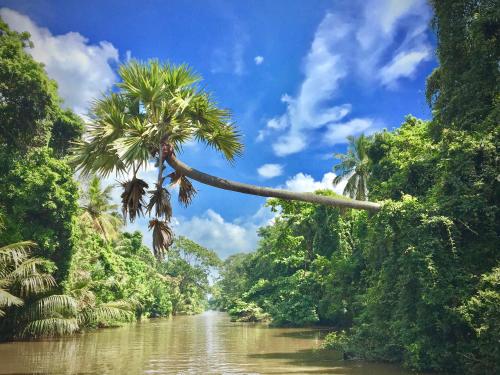 a palm tree hanging over a river in a jungle at Waterland in Negombo