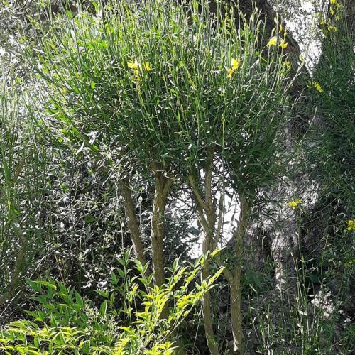a tree with leaves and flowers in a field at La Torre wine resort in Montecarlo