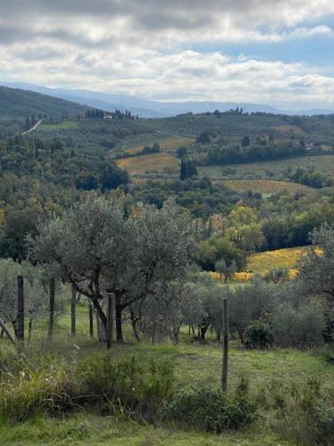 a view of a field with trees and bushes at La Magnolia in Greve in Chianti