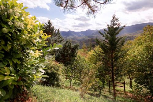 a field of trees with mountains in the background at Ca' Lilli in Cantiano