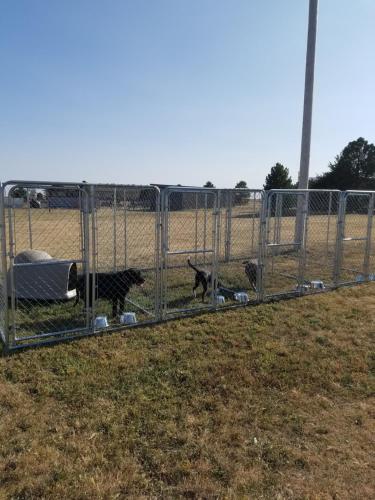 zwei Hunde, die hinter einem Zaun auf einem Feld stehen in der Unterkunft Judy's bed and Breakfast in Winona