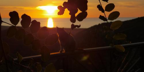a sunset with a plant in the foreground at Nel verde del Villaggio - Casetta Celeste in Gonnesa