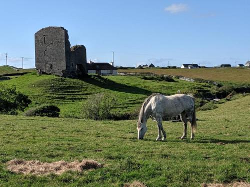 a horse grazing in a field with a castle in the background at Luxury Lodges in Doolin Village with Hot Tubs in Doolin