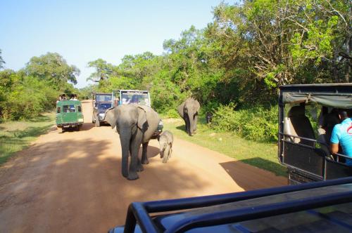 a group of elephants walking down a dirt road at Gaga Bees Yala in Tissamaharama