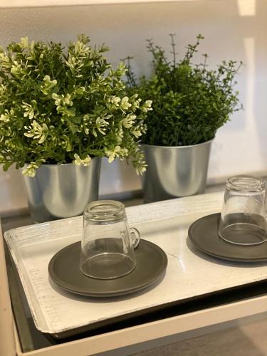 two glasses and two potted plants on a tray at Green House in campagna in Melara