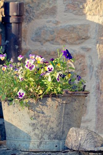 a planter filled with flowers in front of a stone wall at Les Billardes - le gite - Jura in Gizia