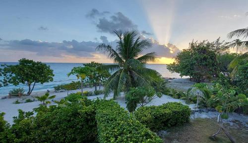 a palm tree on a beach with the ocean at Pension Tiputa Lodge Rangiroa in Tiputa