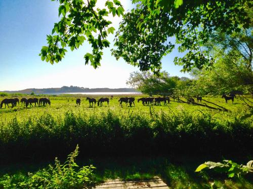 a herd of horses grazing in a field at Sebber Kloster in Nibe