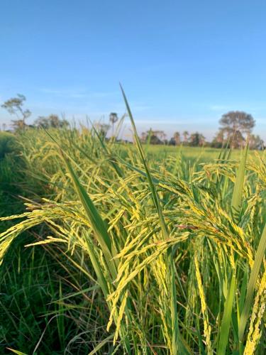 a field of tall grass in a field at Rang Robin Farmstay with swimming pool in Ban Wang Muang
