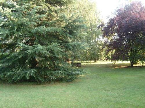 a large pine tree in a park with a bench at B&B Casa Manuelli in Alessandria