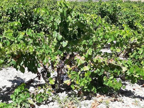 a plant with green leaves in a field at Casa rural "Garnacha de Borja" guest home in Borja