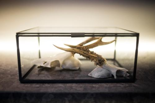 a glassarium with two bones and a plant in it at PM & Vänner Hotel in Växjö