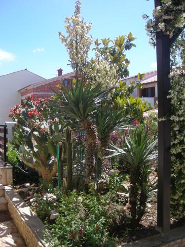 Κήπος έξω από το Apartments Golubic